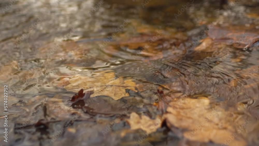 autumn oak leaves in the water of the stream autumn oak leaves in the water of the stream