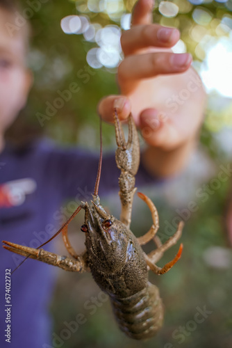 Fotografie Crayfish hangs in the air wooing the boy's finger