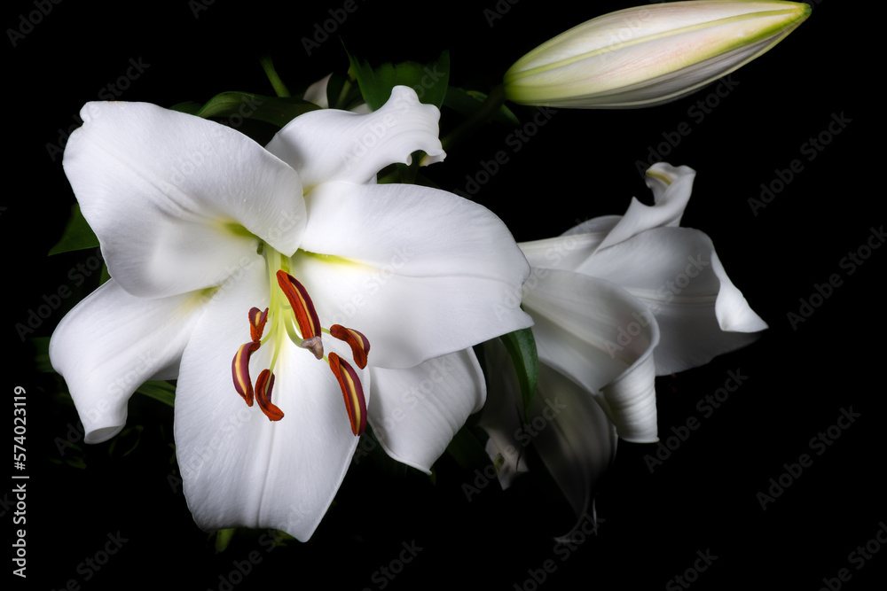 piękna kwitnąca biała lilia - obrazy, fototapety, plakaty 