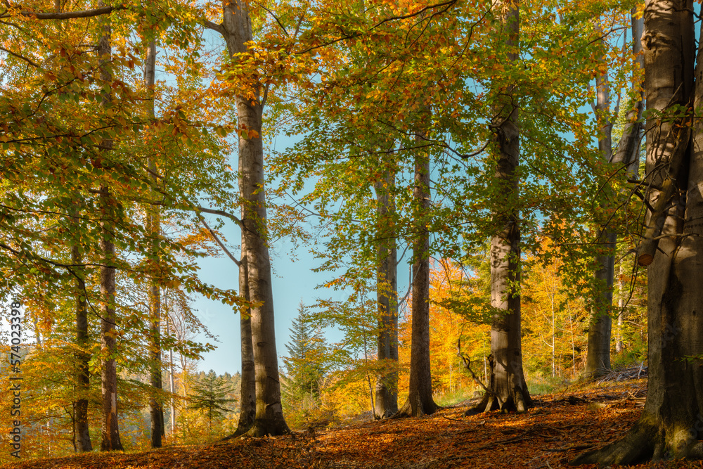 bukowy jesienny las w popołudniowym słońcu