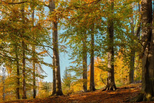 bukowy jesienny las w popołudniowym słońcu