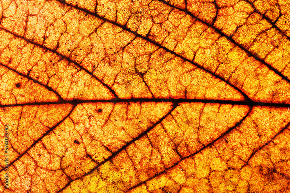 Obraz premium Golden leaf. Yellow autumn leaf background. Vibrant golden color natural veins texture. Closeup macro orange fall pattern. Natural autumn season texture. Dry, orange leaves.