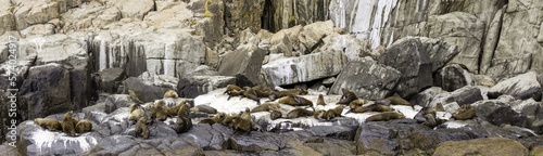 Panorama of brown seal haul out