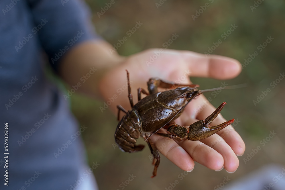 Crayfish on hand. Live wet Astacus in the palm close-up. Soft focus
