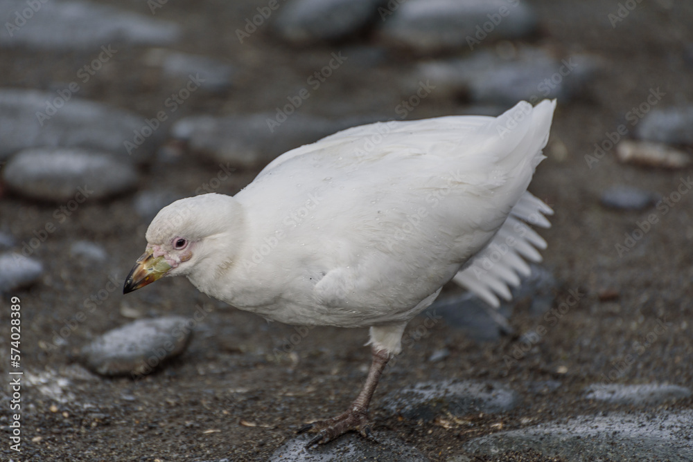 Antarctic Dove, South Georgia Islands, Wildlife, Antarctic Dove, South Georgia Islands, Wildlife,