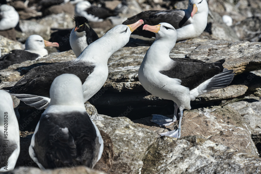 Naklejka premium Black-browed Albatross, Falkland Islands or Malvinas, wildlife,