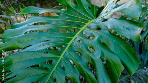 Green leaves of plant Monstera grows in wild climbing tree jungle, rainforest plants evergreen vines bushes. 