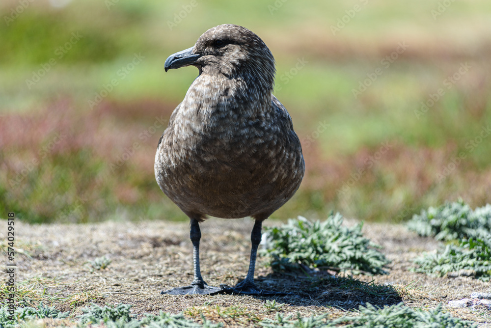 Catharacta skua, South Georgia Islands, wildlife, Catharacta skua, South Georgia Islands, wildlife,