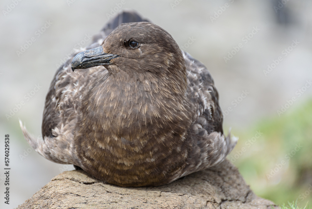 Catharacta skua, South Georgia Islands, wildlife, Catharacta skua, South Georgia Islands, wildlife,