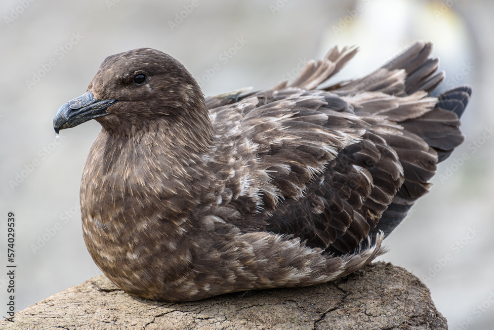 Catharacta skua, South Georgia Islands, wildlife, Catharacta skua, South Georgia Islands, wildlife,