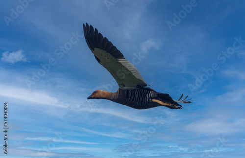 Ruddy-headed Geese, Falkland Islands or Malvinas, wildlife, 