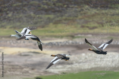 Ruddy-headed Geese, Falkland Islands or Malvinas, Wildlife   © J. J. Sesé