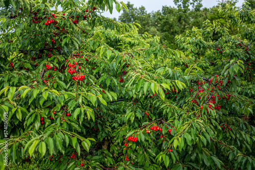 Cherry Groves (ripe) - Central Macedonia, Greece © Max Peikert