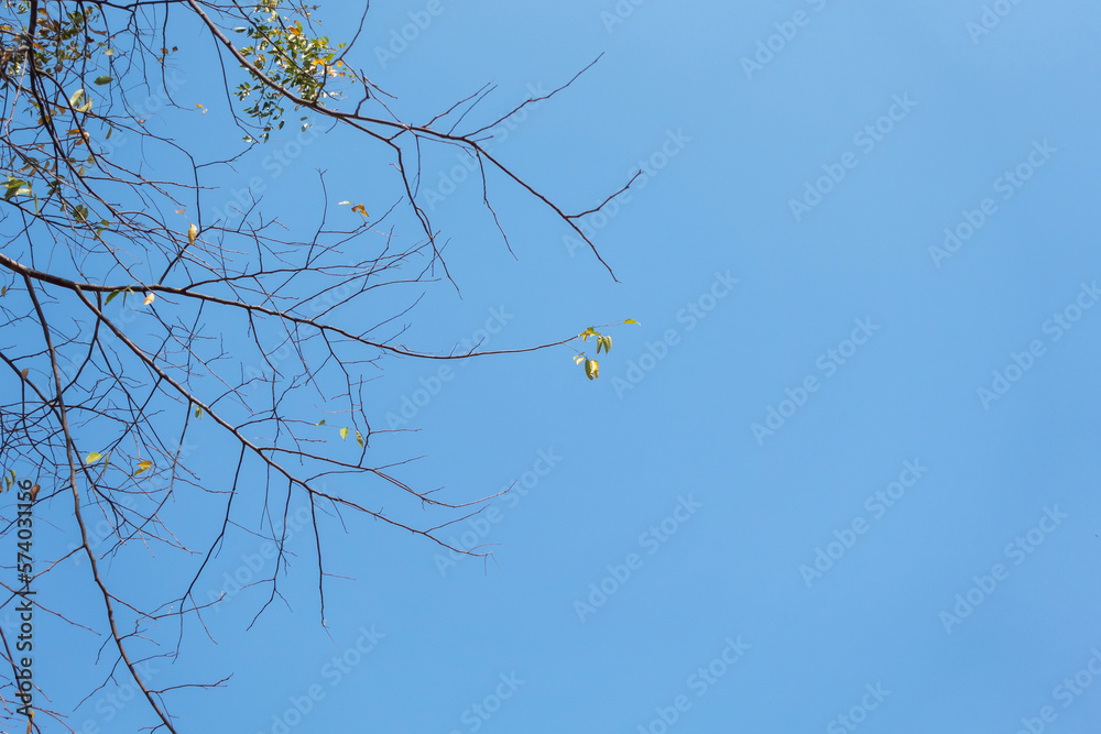 Branches in the sky with both green leaves and dead branches. Branches in the sky with both green leaves and dead branches.