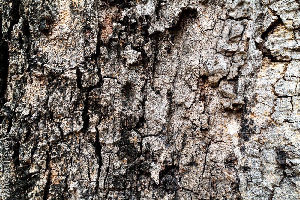 Old color texture on wood rustry .