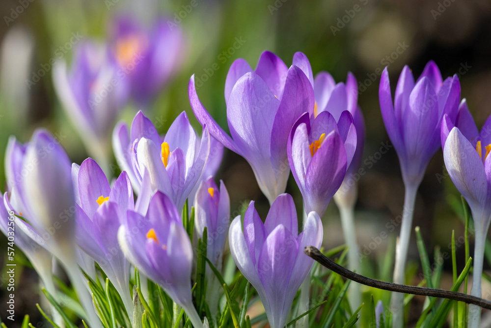 Close up of pink crocuses in bloom Close up of pink crocuses in bloom