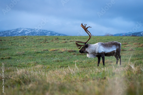 reindeer in Northern Norway 