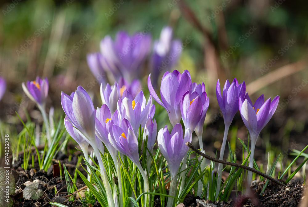 Close up of pink crocuses in bloom