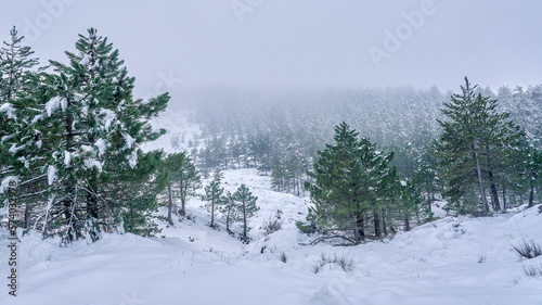 Snowy forest. Nice landscape of pine trees with snow and fog in Aitana mountain, Alicante, Valencian community, Spain