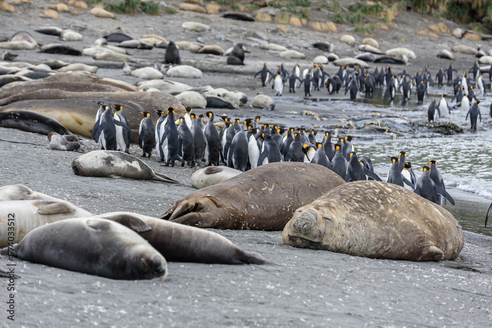 Fototapeta premium Wildlife