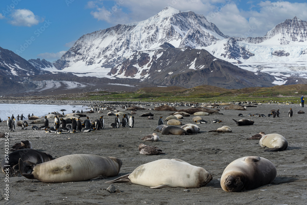 Fototapeta premium Wildlife