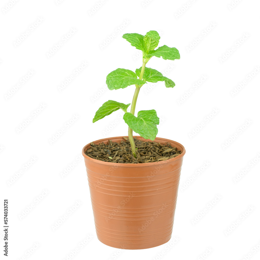Mint Mint