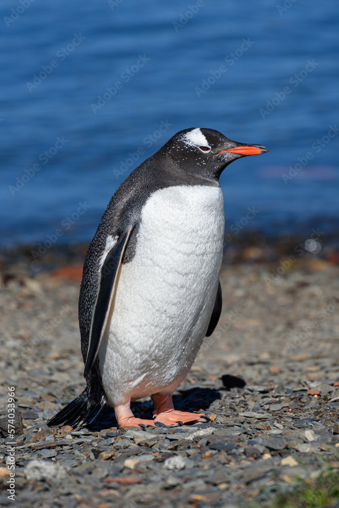 Naklejka premium Wildlife