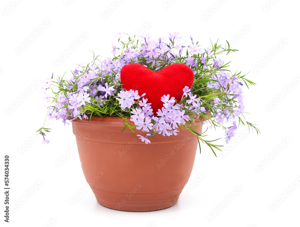 Blue phlox flowers in a pot with a toy heart..