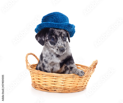 One small dog in a basket in a hat.