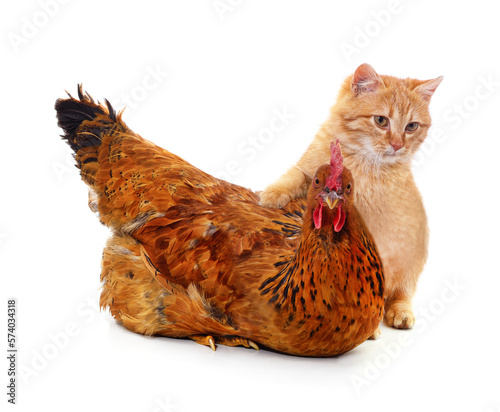 Kitten and chicken.