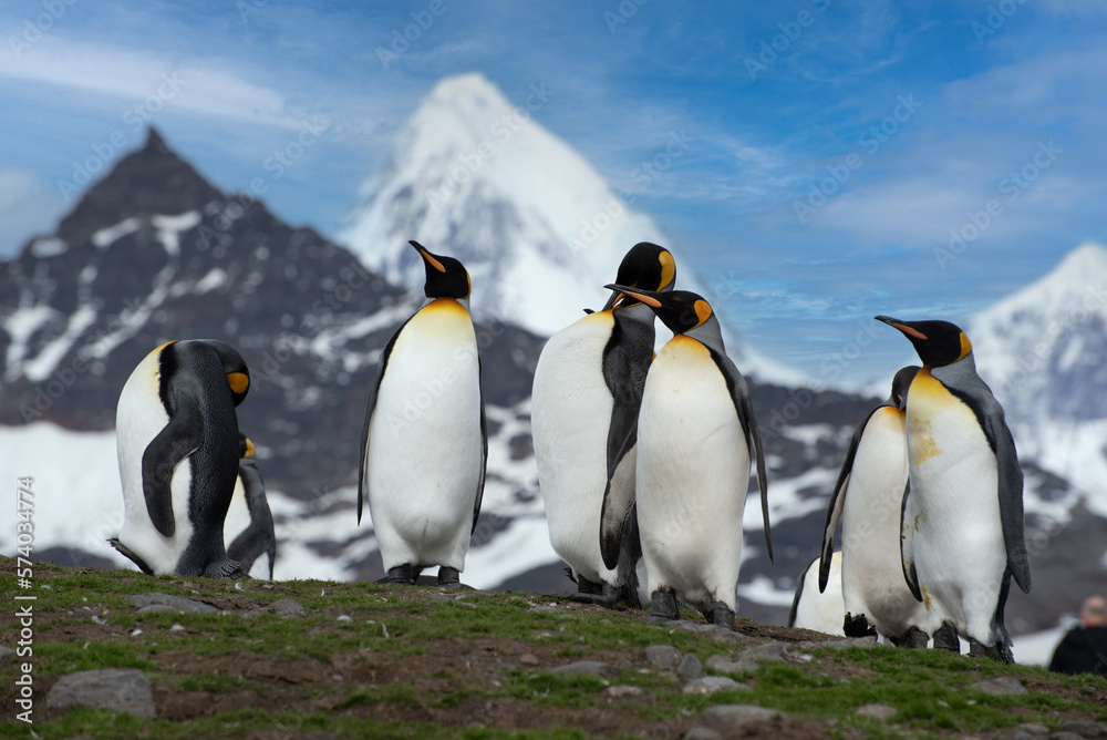 Fototapeta premium Wildlife