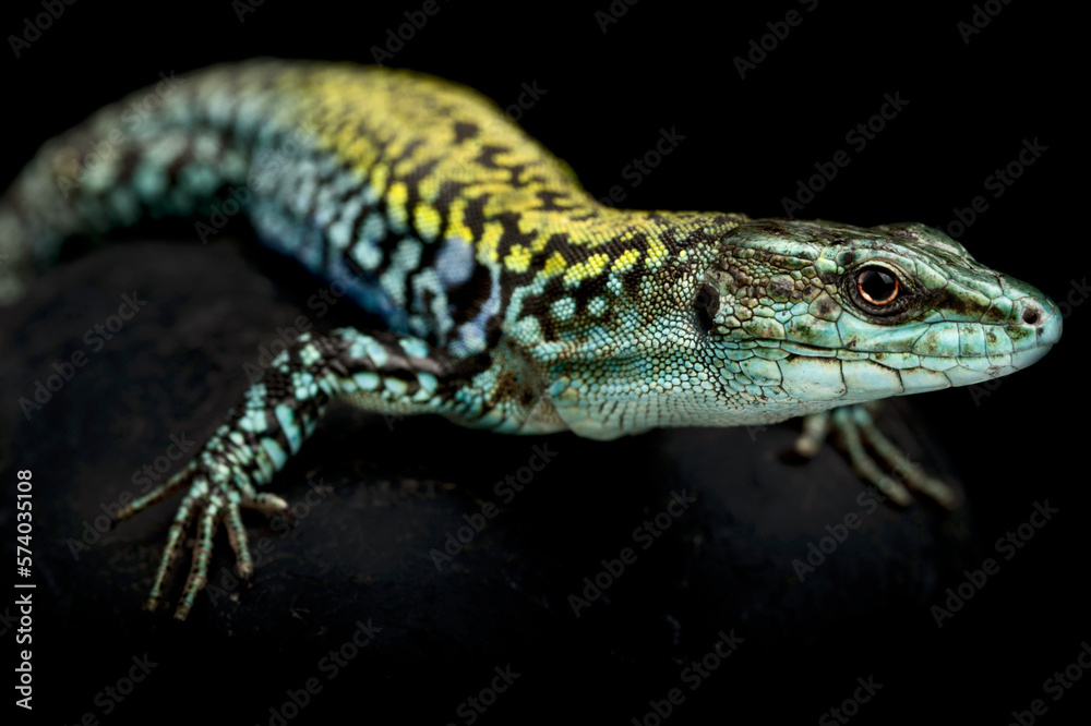 Italian wall lizard (Podarcis siculus siculus)