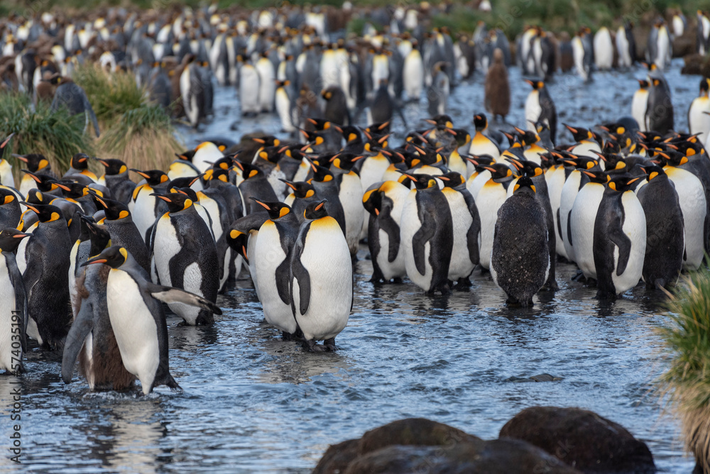 Fototapeta premium Wildlife