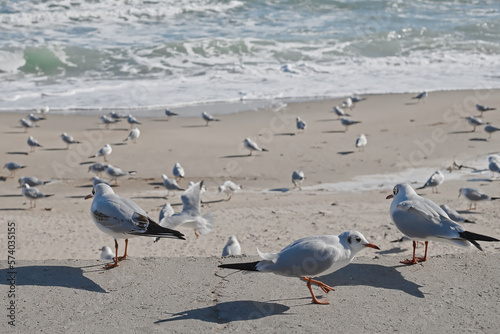 Seagulls feed on bread crumbs on a pier near the sandy seashore