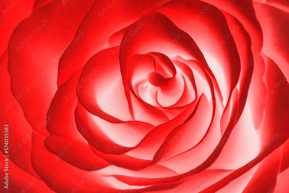 Naklejka premium Red rose flower backgorund. Valentines day, mothers day, women day - perfect gift floral texture. Love symbol closeup macro flakes pattern. Abstract white interior rose.