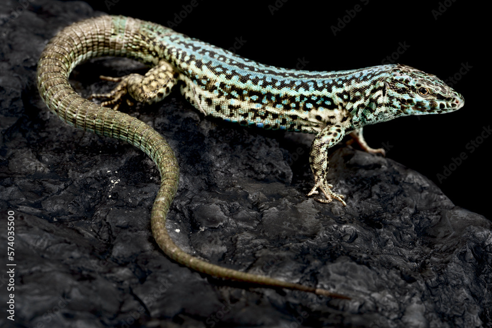 Fototapeta premium Formentera lizard (Podarcis pityusensis formenterae)