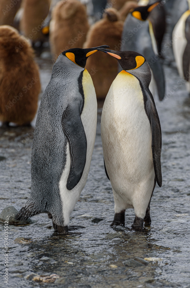 Fototapeta premium Wildlife