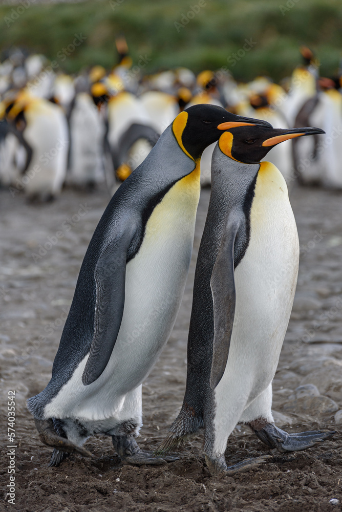 Fototapeta premium Wildlife