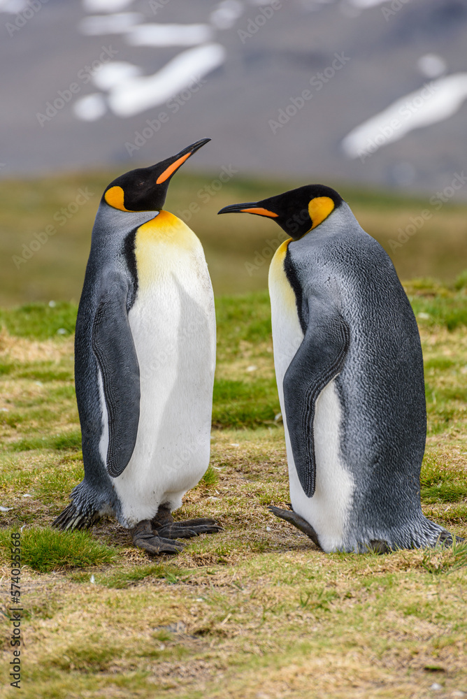 Fototapeta premium Wildlife