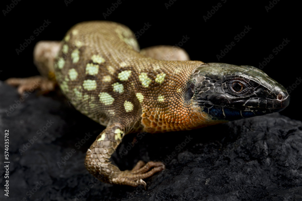 Naklejka premium Kurdistan Occelated Lizard (Timon kurdistanicus)