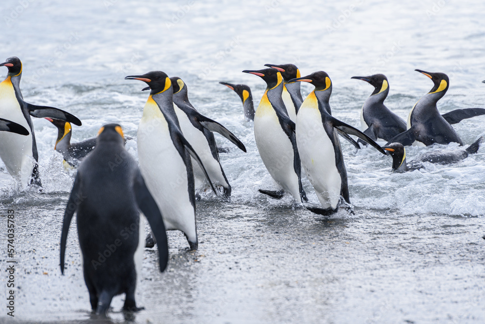 Obraz premium Wildlife