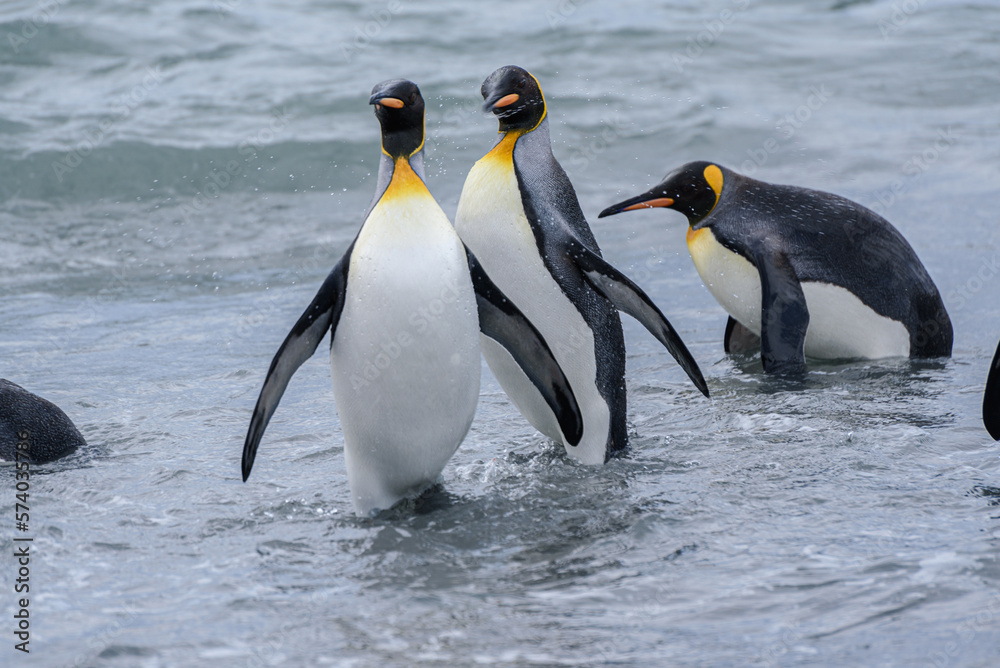 Obraz premium Wildlife