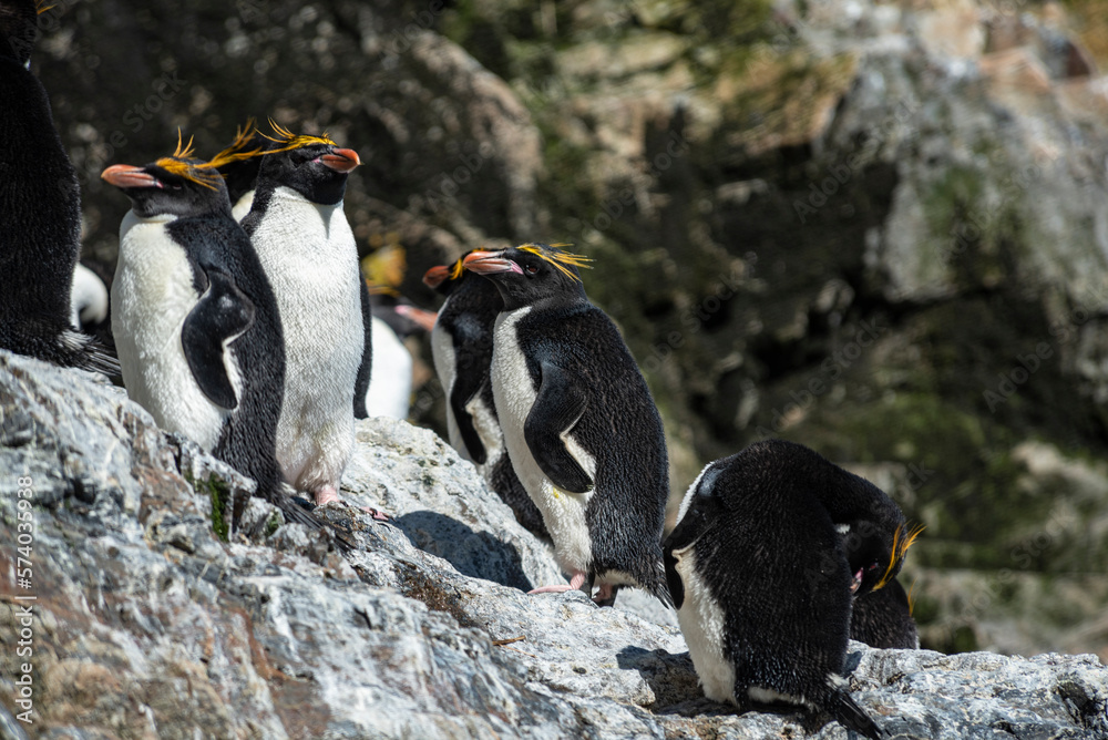 Fototapeta premium Wildlife