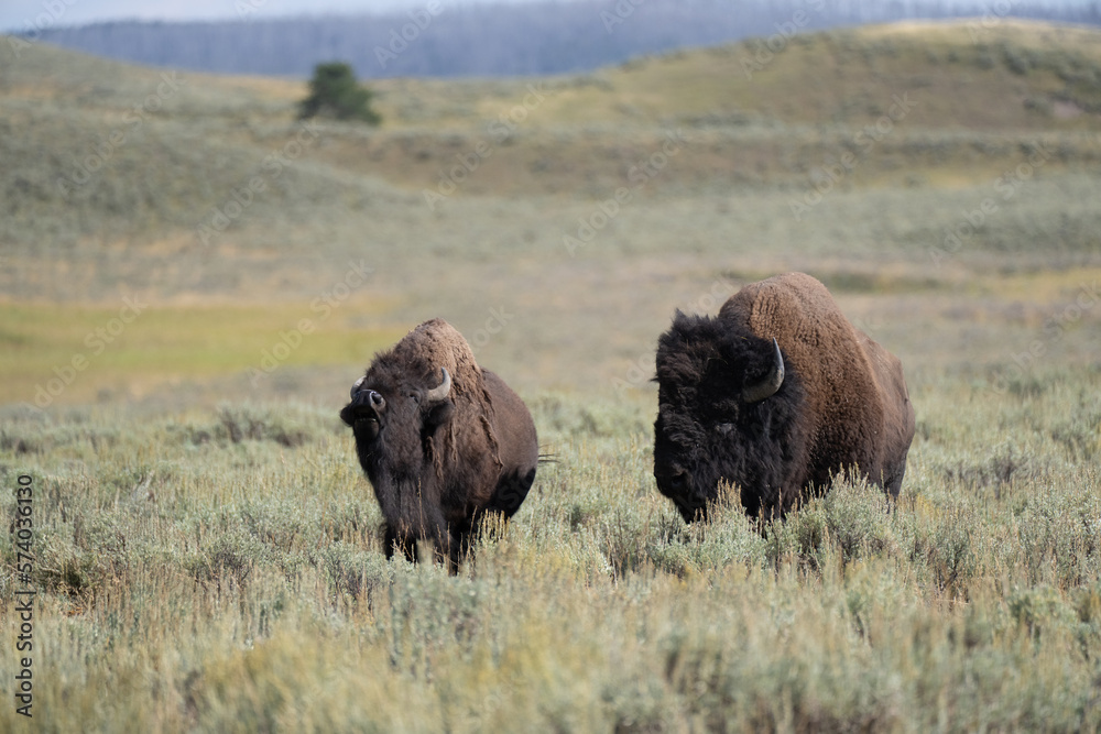 american bison in park national park