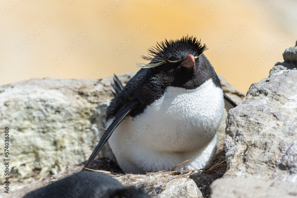 Naklejka premium Wildlife 