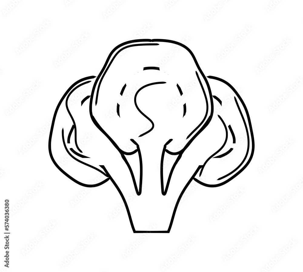 Cauliflower, freehand drawing, with a black outline, on a transparent background Cauliflower, freehand drawing, with a black outline, on a transparent background