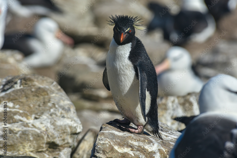 Naklejka premium Wildlife