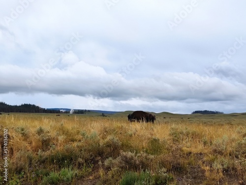 Fototapeta Naklejka Na Ścianę i Meble -  bison
