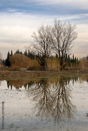 Soto reflejado en un charco tras las lluvias photo
