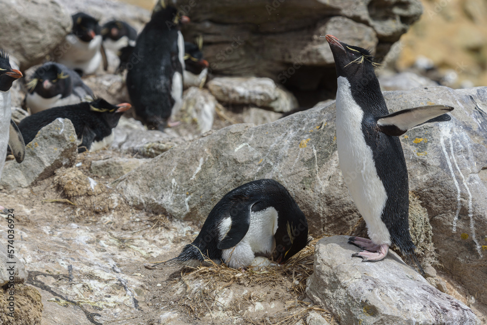 Naklejka premium Wildlife